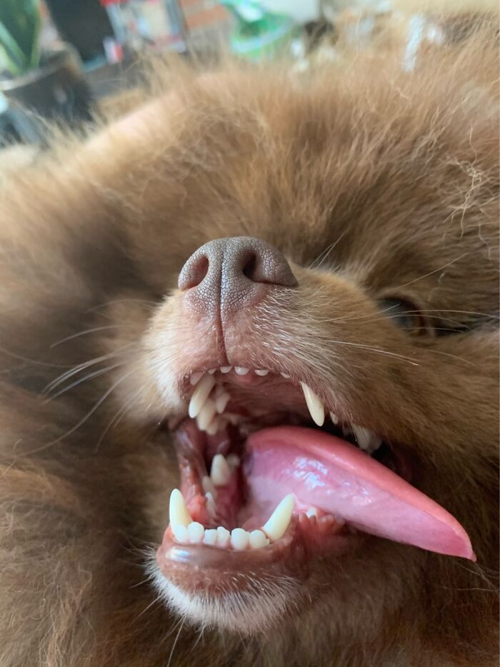 Hey Pandas, What Would Your Pet’s Profile Picture Be If They Could Have One? (Closed) Hey Pandas, What Would Your Pet’s Profile Picture Be If They Could Have One? (Closed)