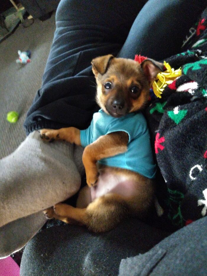 Hey Pandas, What Would Your Pet’s Profile Picture Be If They Could Have One? (Closed) Hey Pandas, What Would Your Pet’s Profile Picture Be If They Could Have One? (Closed)