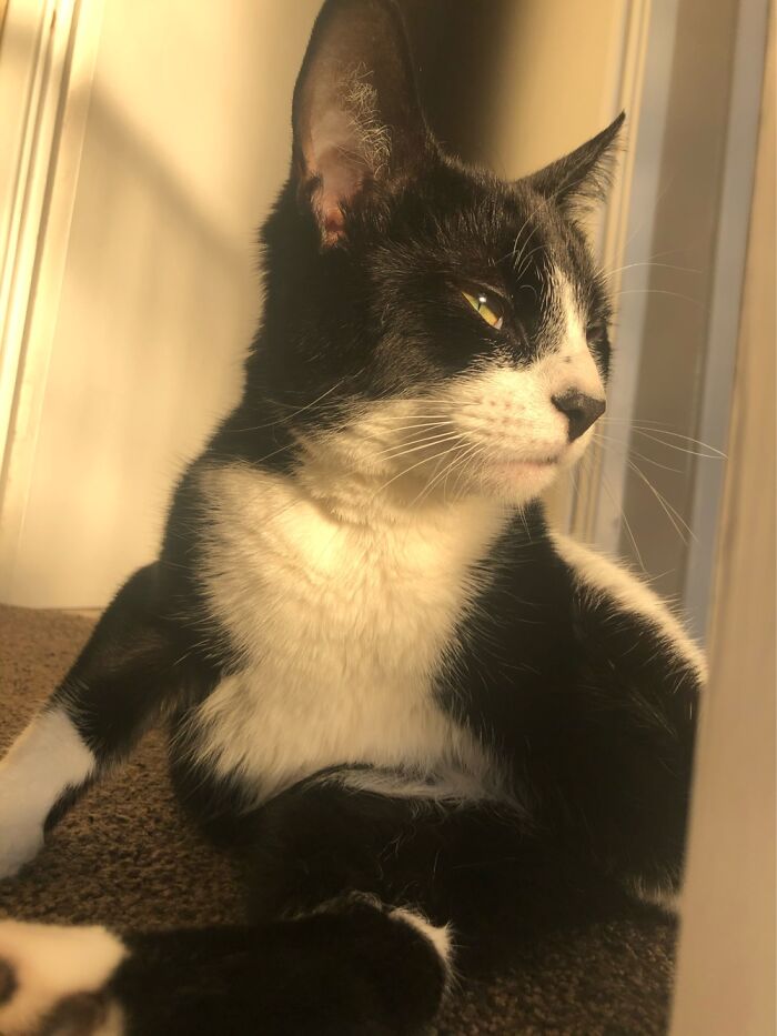 Hey Pandas, What Would Your Pet’s Profile Picture Be If They Could Have One? (Closed) Hey Pandas, What Would Your Pet’s Profile Picture Be If They Could Have One? (Closed)