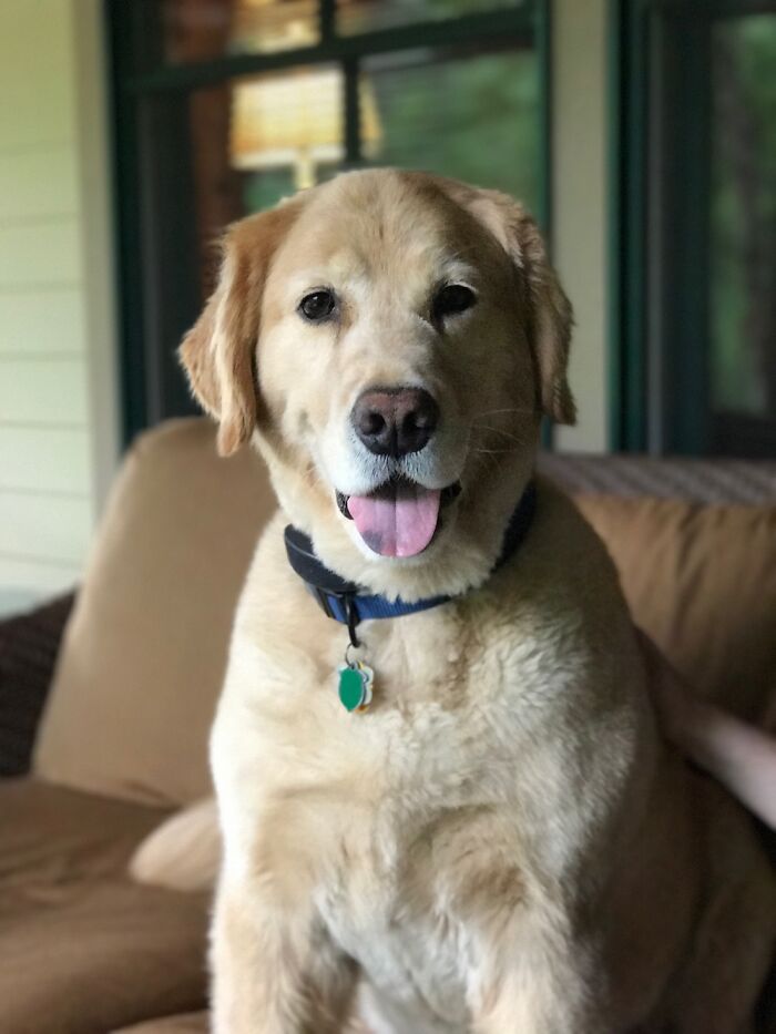 Hey Pandas, What Would Your Pet’s Profile Picture Be If They Could Have One? (Closed) Hey Pandas, What Would Your Pet’s Profile Picture Be If They Could Have One? (Closed)