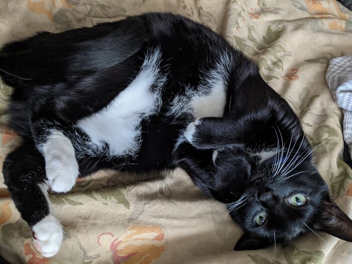 Hey Pandas, What Would Your Pet’s Profile Picture Be If They Could Have One? (Closed) Hey Pandas, What Would Your Pet’s Profile Picture Be If They Could Have One? (Closed)