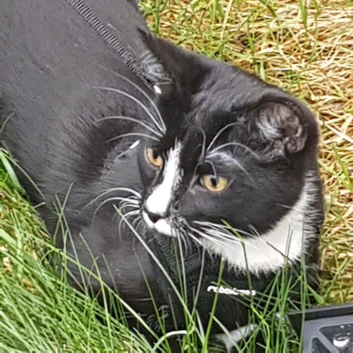 Hey Pandas, What Would Your Pet’s Profile Picture Be If They Could Have One? (Closed) Hey Pandas, What Would Your Pet’s Profile Picture Be If They Could Have One? (Closed)