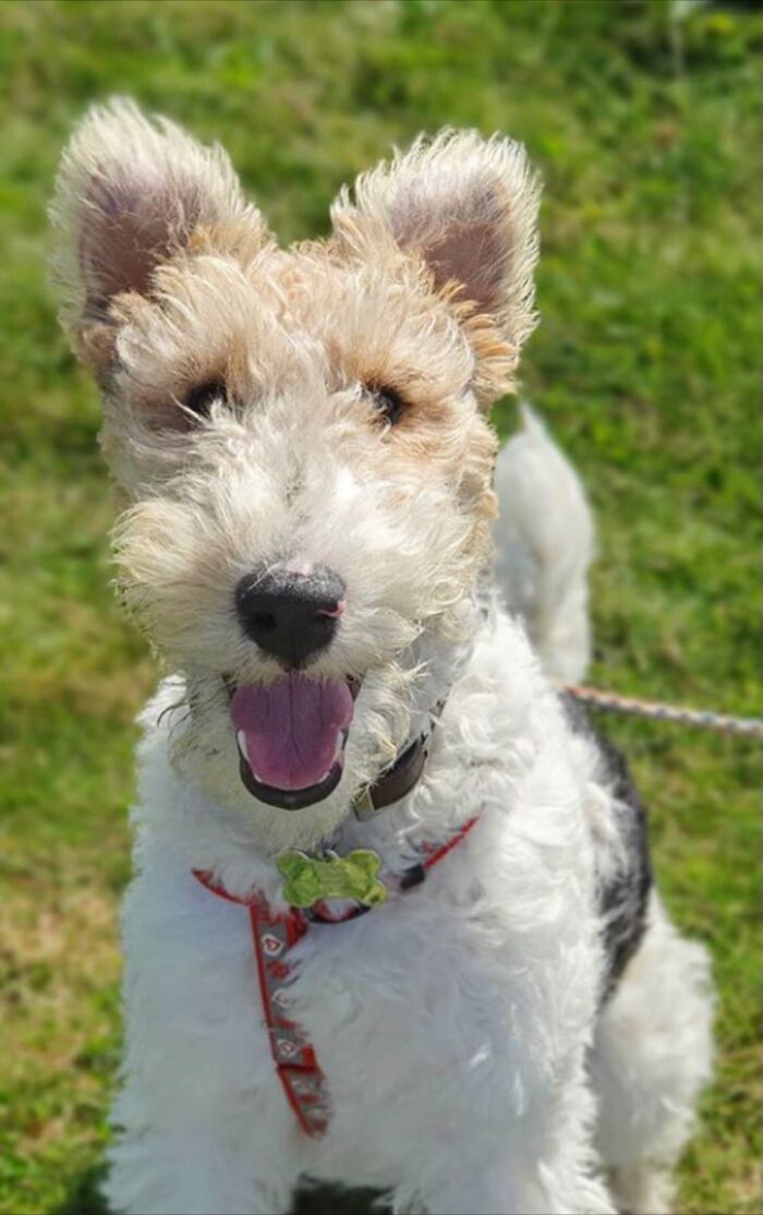 Hey Pandas, What Would Your Pet’s Profile Picture Be If They Could Have One? (Closed) Hey Pandas, What Would Your Pet’s Profile Picture Be If They Could Have One? (Closed)