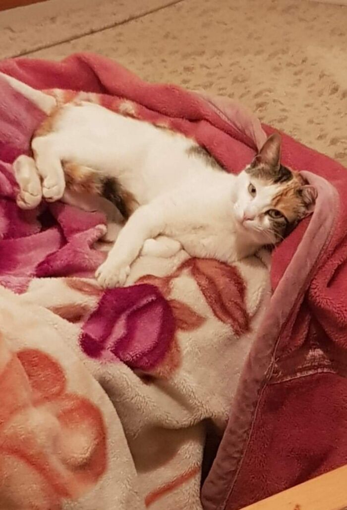 Hey Pandas, What Would Your Pet’s Profile Picture Be If They Could Have One? (Closed) Hey Pandas, What Would Your Pet’s Profile Picture Be If They Could Have One? (Closed)