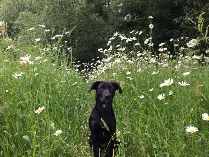 Hey Pandas, What Would Your Pet’s Profile Picture Be If They Could Have One? (Closed) Hey Pandas, What Would Your Pet’s Profile Picture Be If They Could Have One? (Closed)