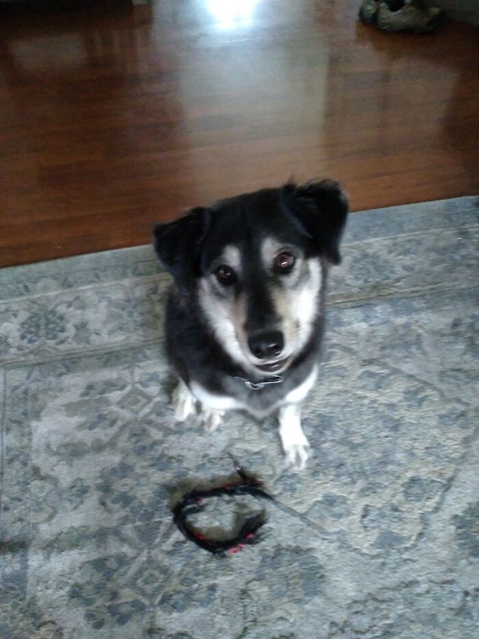 Hey Pandas, What Would Your Pet’s Profile Picture Be If They Could Have One? (Closed) Hey Pandas, What Would Your Pet’s Profile Picture Be If They Could Have One? (Closed)