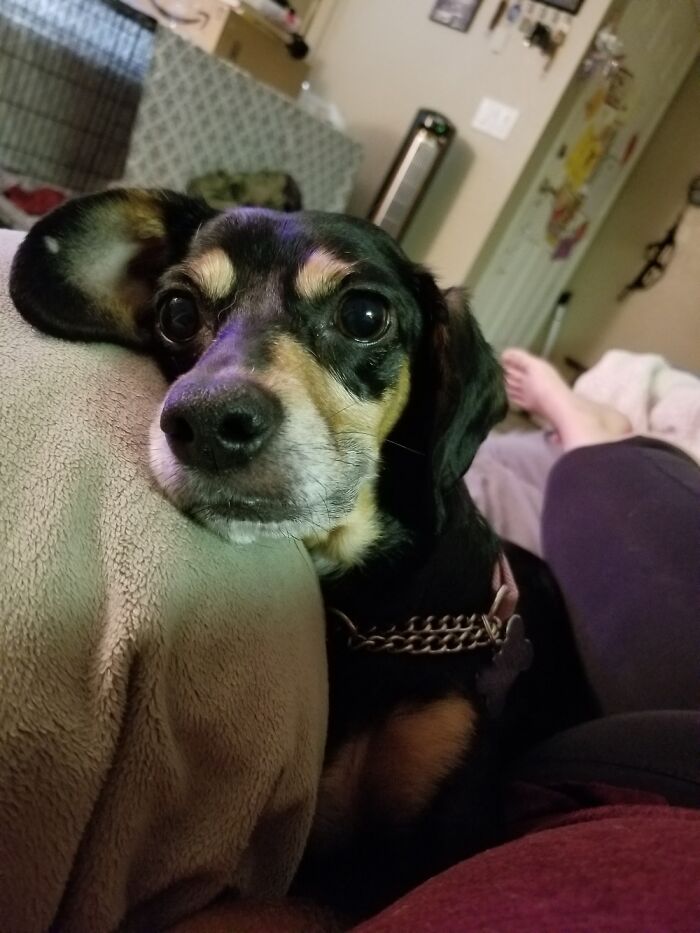 Hey Pandas, What Would Your Pet’s Profile Picture Be If They Could Have One? (Closed) Hey Pandas, What Would Your Pet’s Profile Picture Be If They Could Have One? (Closed)