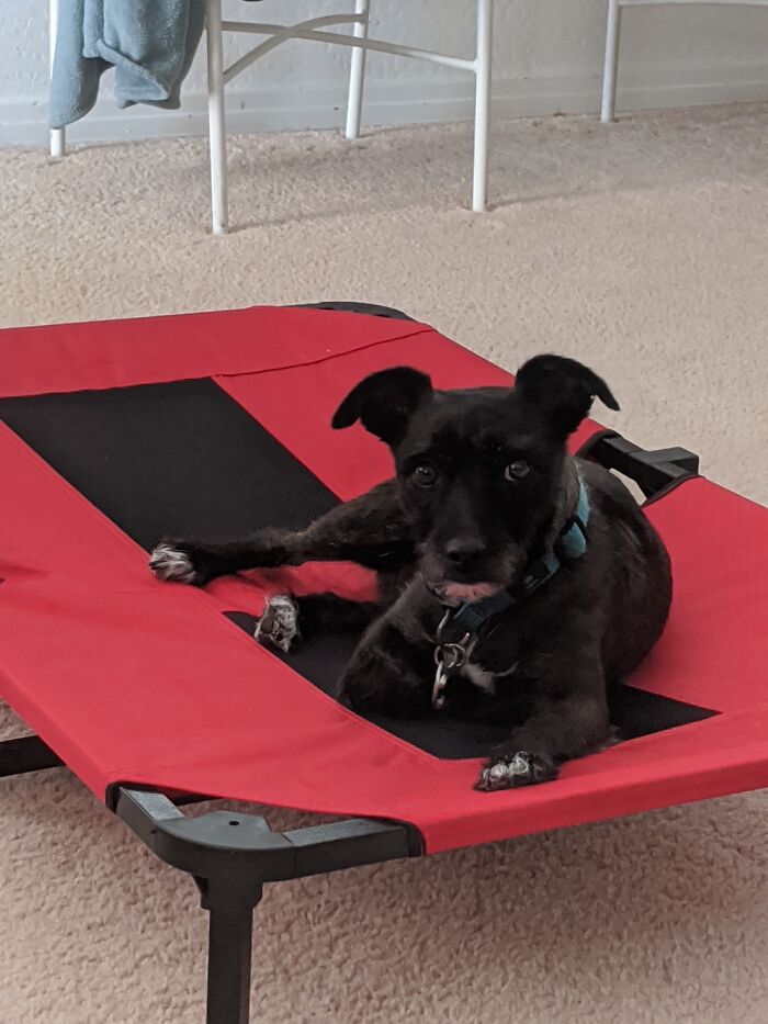 Hey Pandas, What Would Your Pet’s Profile Picture Be If They Could Have One? (Closed) Hey Pandas, What Would Your Pet’s Profile Picture Be If They Could Have One? (Closed)