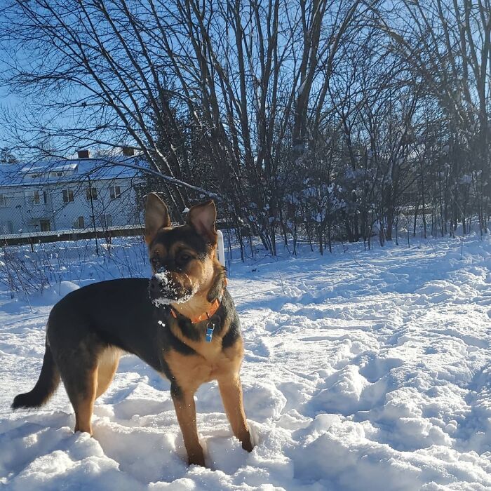 Hey Pandas, What Would Your Pet’s Profile Picture Be If They Could Have One? (Closed) Hey Pandas, What Would Your Pet’s Profile Picture Be If They Could Have One? (Closed)