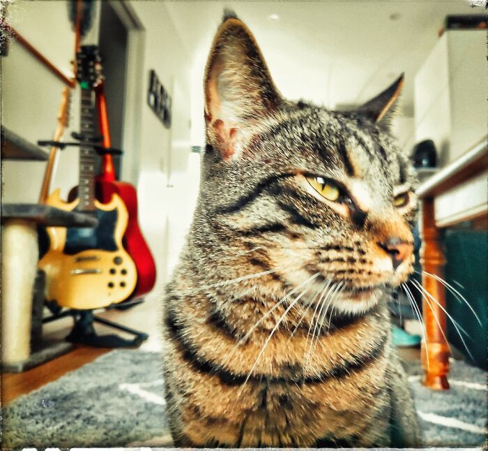 Hey Pandas, What Would Your Pet’s Profile Picture Be If They Could Have One? (Closed) Hey Pandas, What Would Your Pet’s Profile Picture Be If They Could Have One? (Closed)