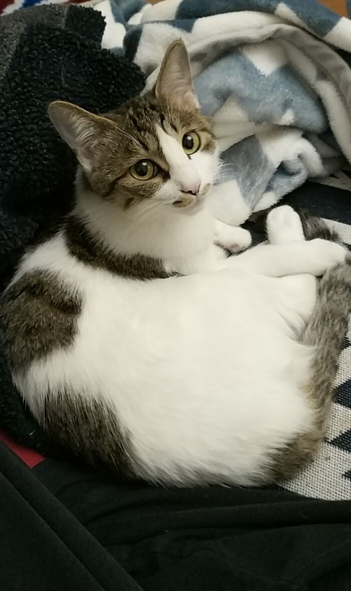 Hey Pandas, What Would Your Pet’s Profile Picture Be If They Could Have One? (Closed) Hey Pandas, What Would Your Pet’s Profile Picture Be If They Could Have One? (Closed)