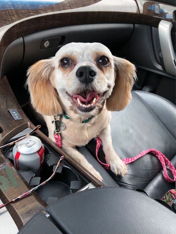 Hey Pandas, What Would Your Pet’s Profile Picture Be If They Could Have One? (Closed) Hey Pandas, What Would Your Pet’s Profile Picture Be If They Could Have One? (Closed)