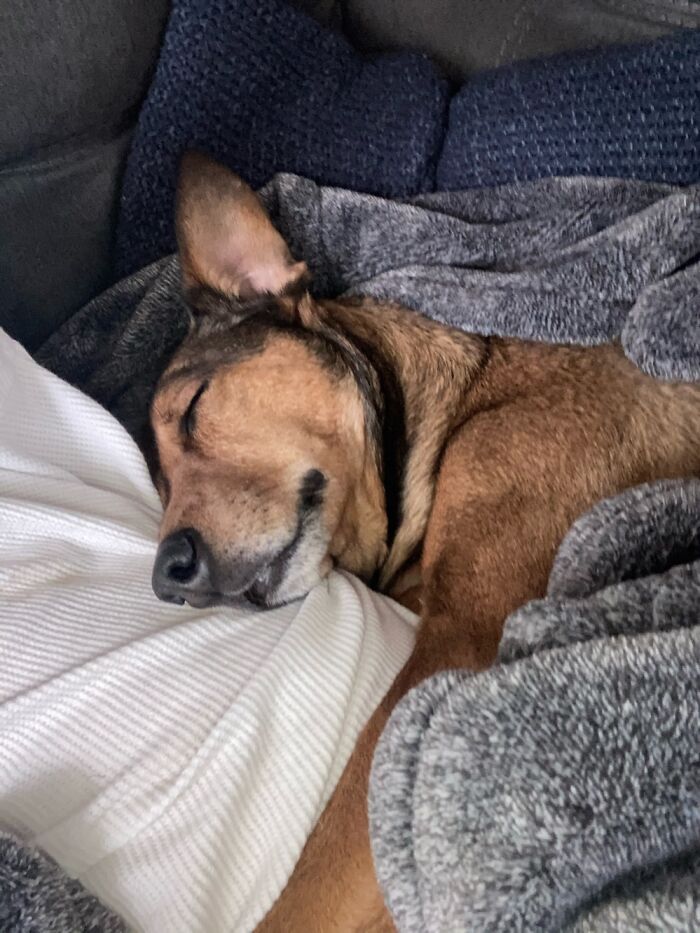 Hey Pandas, What Would Your Pet’s Profile Picture Be If They Could Have One? (Closed) Hey Pandas, What Would Your Pet’s Profile Picture Be If They Could Have One? (Closed)