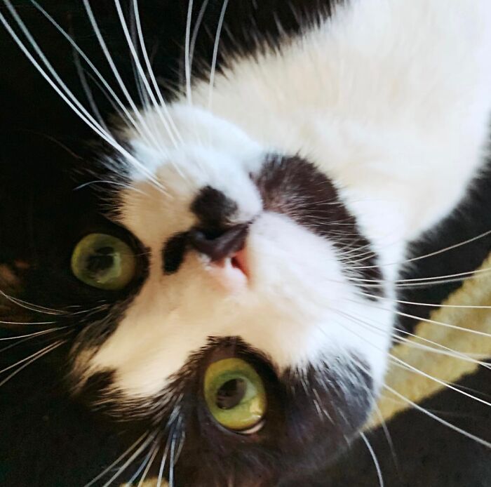 Hey Pandas, What Would Your Pet’s Profile Picture Be If They Could Have One? (Closed) Hey Pandas, What Would Your Pet’s Profile Picture Be If They Could Have One? (Closed)