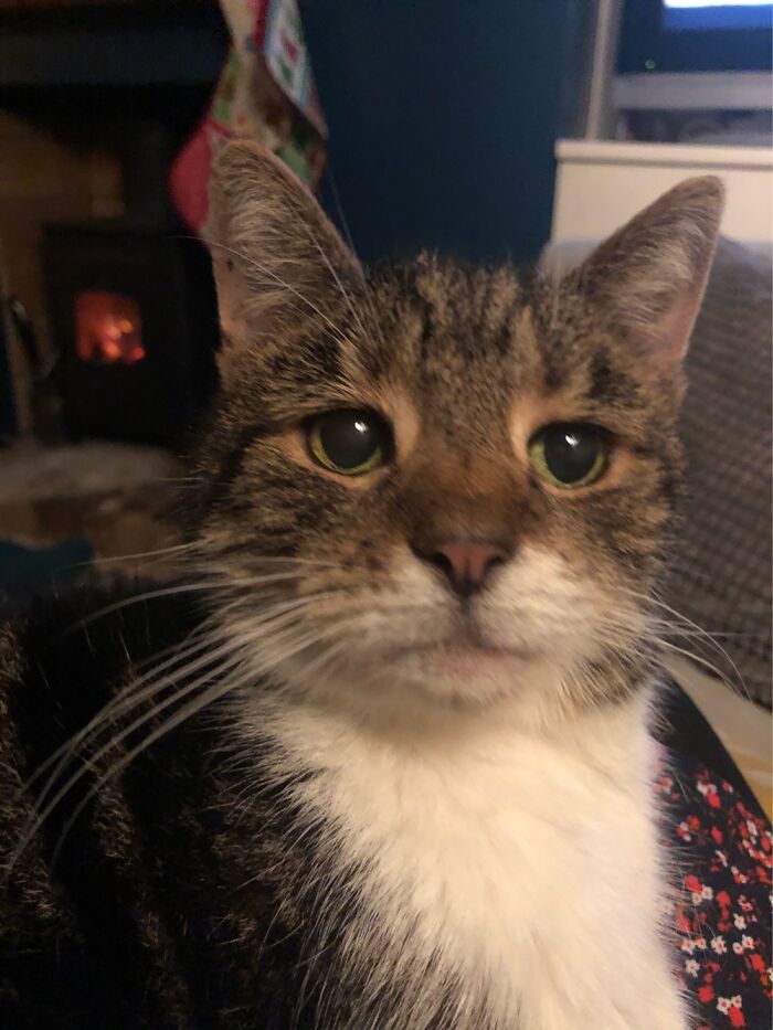 Hey Pandas, What Would Your Pet’s Profile Picture Be If They Could Have One? (Closed) Hey Pandas, What Would Your Pet’s Profile Picture Be If They Could Have One? (Closed)