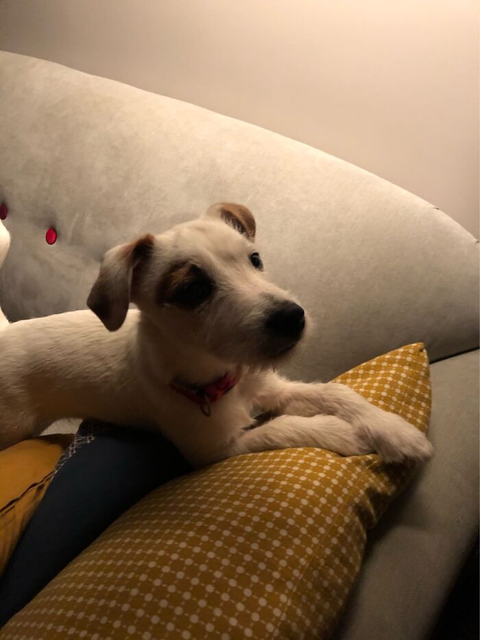 Hey Pandas, What Would Your Pet’s Profile Picture Be If They Could Have One? (Closed) Hey Pandas, What Would Your Pet’s Profile Picture Be If They Could Have One? (Closed)