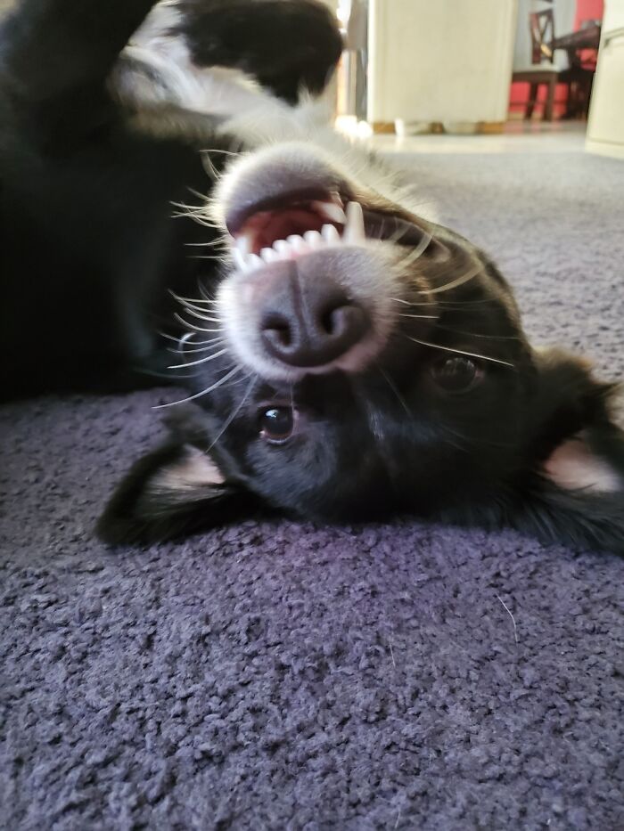 Hey Pandas, What Would Your Pet’s Profile Picture Be If They Could Have One? (Closed) Hey Pandas, What Would Your Pet’s Profile Picture Be If They Could Have One? (Closed)