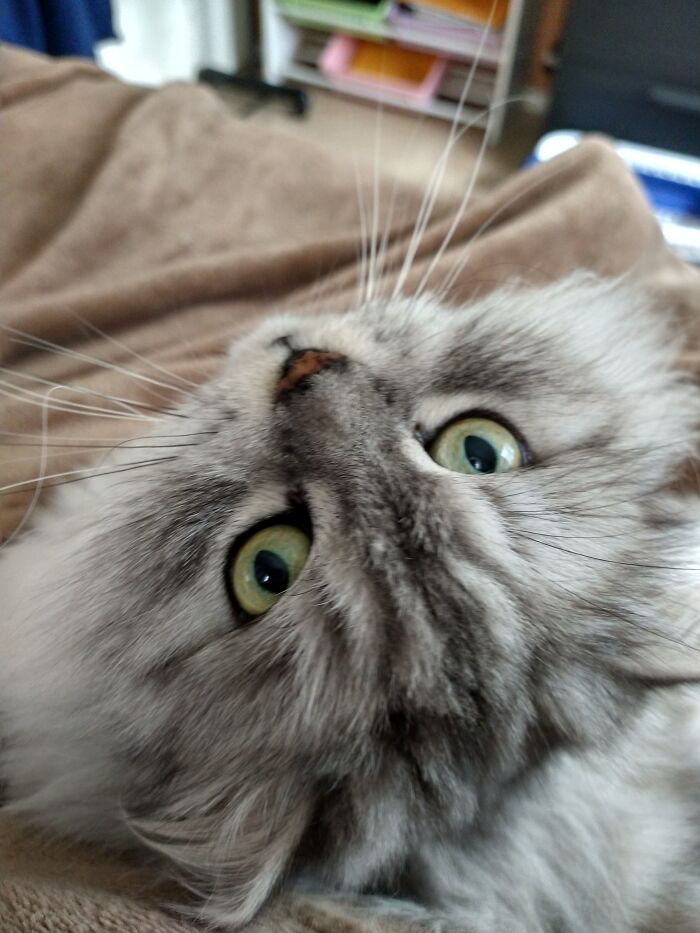 Hey Pandas, What Would Your Pet’s Profile Picture Be If They Could Have One? (Closed) Hey Pandas, What Would Your Pet’s Profile Picture Be If They Could Have One? (Closed)