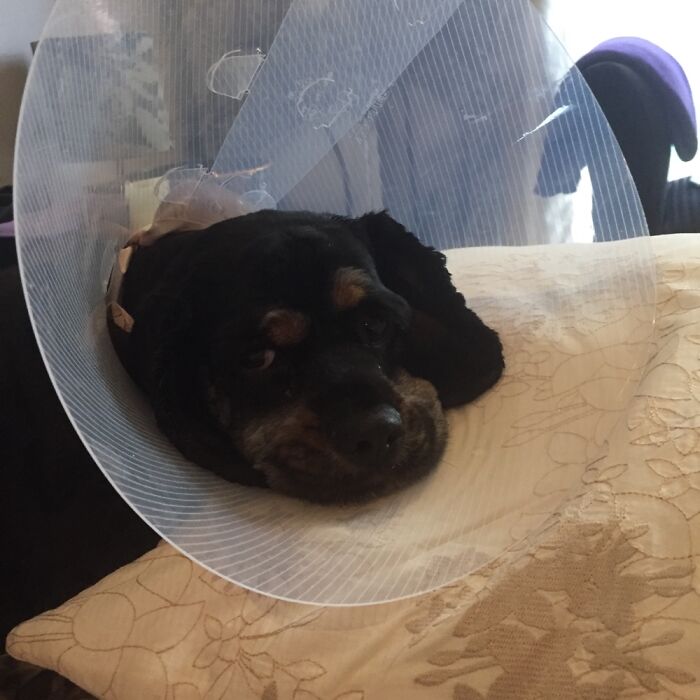 Hey Pandas, What Would Your Pet’s Profile Picture Be If They Could Have One? (Closed) Hey Pandas, What Would Your Pet’s Profile Picture Be If They Could Have One? (Closed)