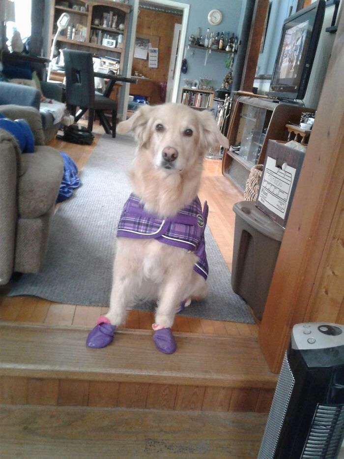 Hey Pandas, What Would Your Pet’s Profile Picture Be If They Could Have One? (Closed) Hey Pandas, What Would Your Pet’s Profile Picture Be If They Could Have One? (Closed)