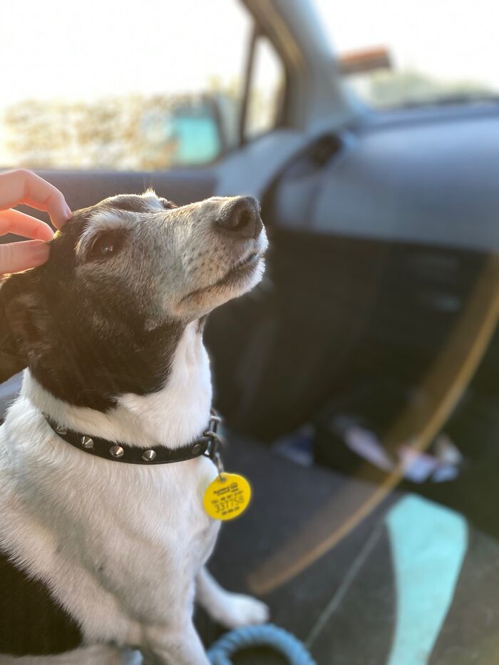 Hey Pandas, What Would Your Pet’s Profile Picture Be If They Could Have One? (Closed) Hey Pandas, What Would Your Pet’s Profile Picture Be If They Could Have One? (Closed)