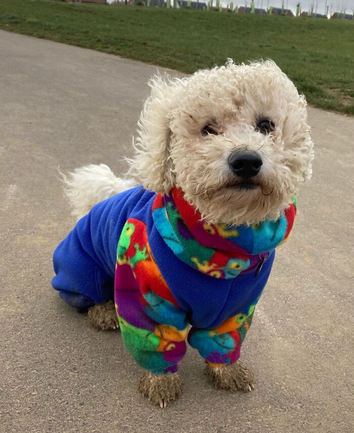 Hey Pandas, What Would Your Pet’s Profile Picture Be If They Could Have One? (Closed) Hey Pandas, What Would Your Pet’s Profile Picture Be If They Could Have One? (Closed)