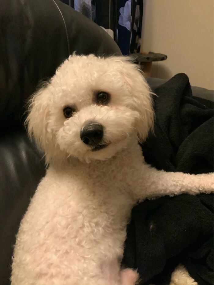 Hey Pandas, What Would Your Pet’s Profile Picture Be If They Could Have One? (Closed) Hey Pandas, What Would Your Pet’s Profile Picture Be If They Could Have One? (Closed)