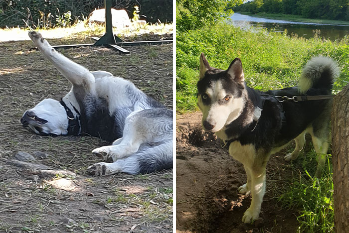 Hey Pandas, Show Me The Best And Worst Photo That You Have Of Your Pets (Closed)