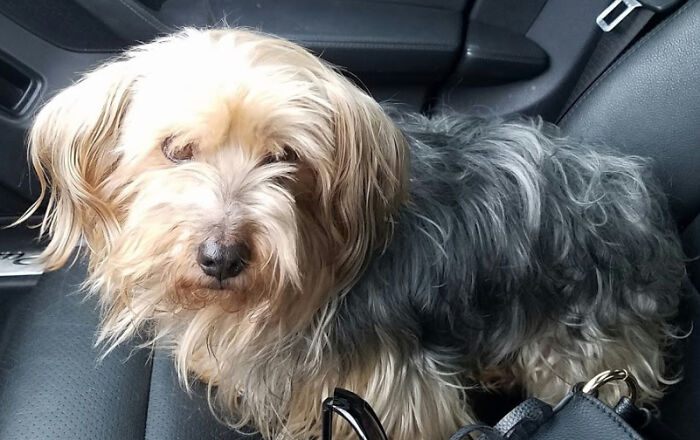 Hey Pandas, Show Me The Best And Worst Photo That You Have Of Your Pets (Closed)