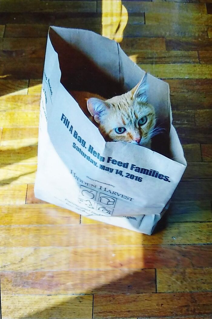 Hey Pandas, Show Me The Best And Worst Photo That You Have Of Your Pets (Closed)