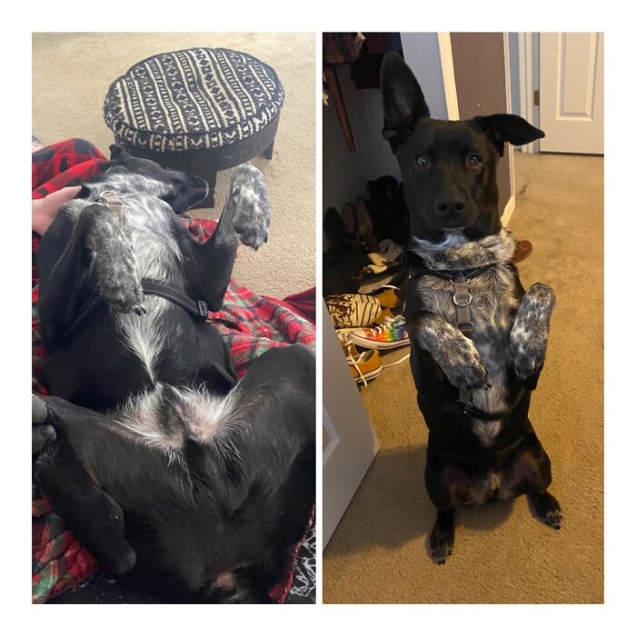 Hey Pandas, Show Me The Best And Worst Photo That You Have Of Your Pets (Closed)