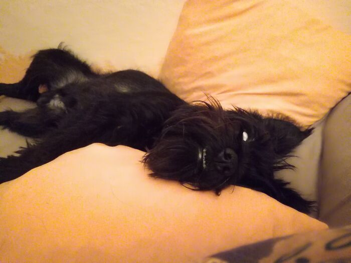 Hey Pandas, Post Weird Things Your Pet Does While Sleeping (Closed) Hey Pandas, Post Weird Things Your Pet Does While Sleeping (Closed)