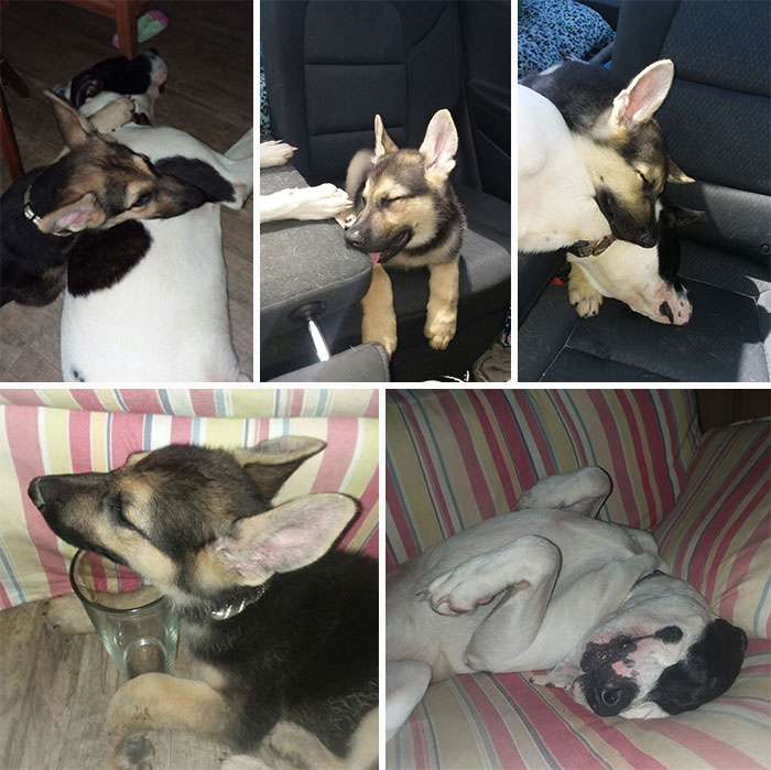 Hey Pandas, Post Weird Things Your Pet Does While Sleeping (Closed) Hey Pandas, Post Weird Things Your Pet Does While Sleeping (Closed)