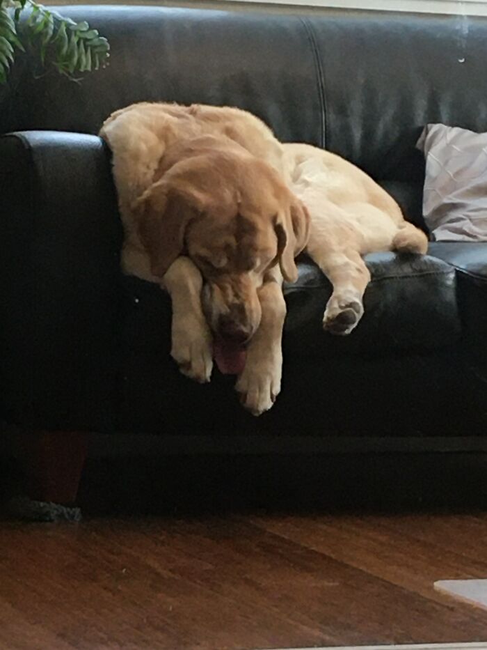 Hey Pandas, Post Weird Things Your Pet Does While Sleeping (Closed) Hey Pandas, Post Weird Things Your Pet Does While Sleeping (Closed)