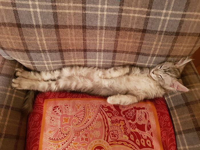 Hey Pandas, Post Weird Things Your Pet Does While Sleeping (Closed) Hey Pandas, Post Weird Things Your Pet Does While Sleeping (Closed)