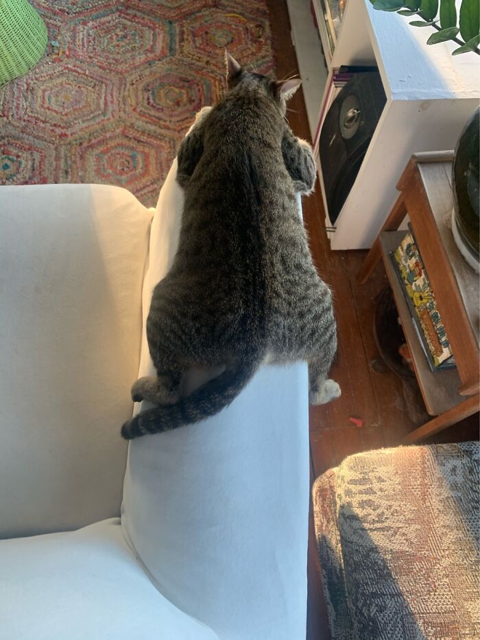 Hey Pandas, Post Weird Things Your Pet Does While Sleeping (Closed) Hey Pandas, Post Weird Things Your Pet Does While Sleeping (Closed)