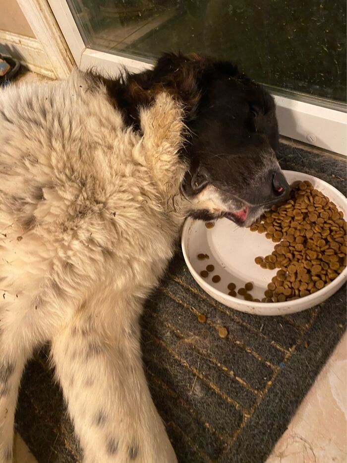 Hey Pandas, Post Weird Things Your Pet Does While Sleeping (Closed) Hey Pandas, Post Weird Things Your Pet Does While Sleeping (Closed)