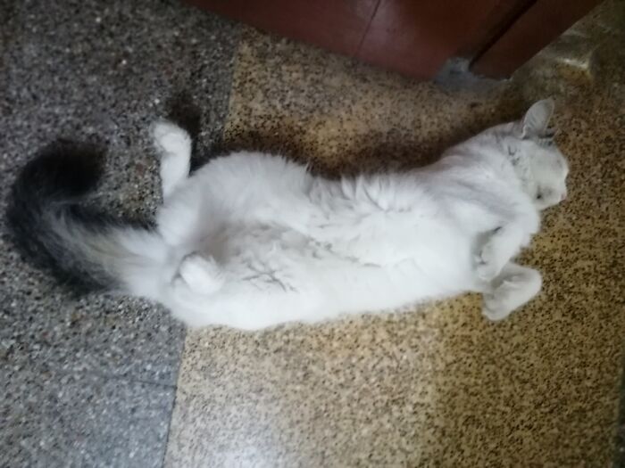 Hey Pandas, Post Weird Things Your Pet Does While Sleeping (Closed) Hey Pandas, Post Weird Things Your Pet Does While Sleeping (Closed)