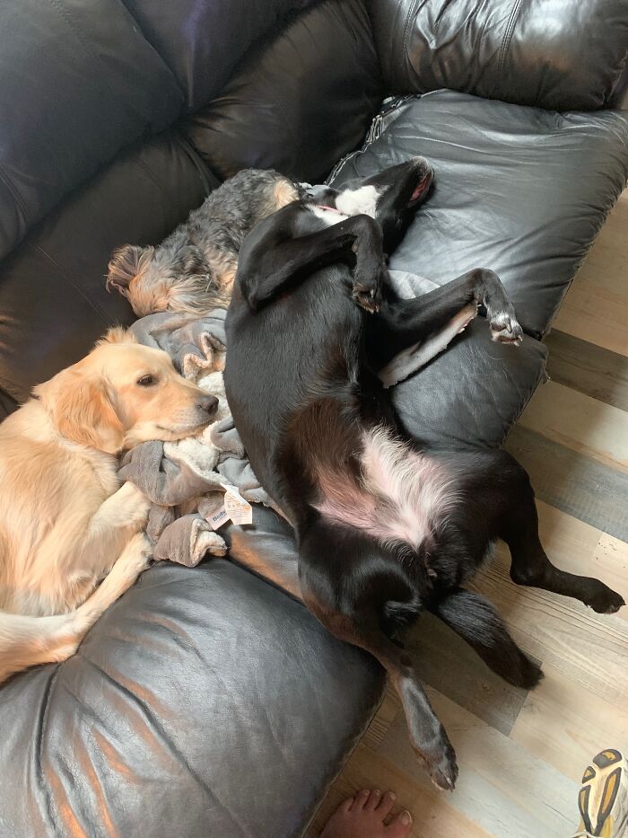 Hey Pandas, Post Weird Things Your Pet Does While Sleeping (Closed) Hey Pandas, Post Weird Things Your Pet Does While Sleeping (Closed)