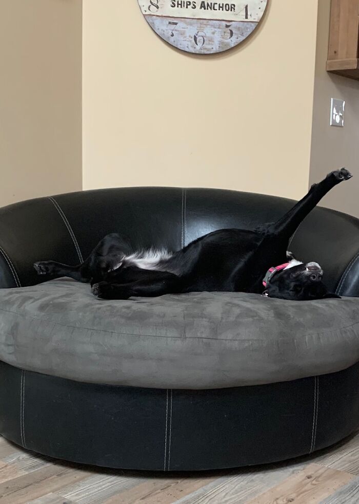 Hey Pandas, Post Weird Things Your Pet Does While Sleeping (Closed) Hey Pandas, Post Weird Things Your Pet Does While Sleeping (Closed)