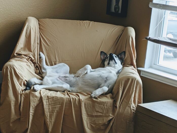 Hey Pandas, Post Weird Things Your Pet Does While Sleeping (Closed) Hey Pandas, Post Weird Things Your Pet Does While Sleeping (Closed)