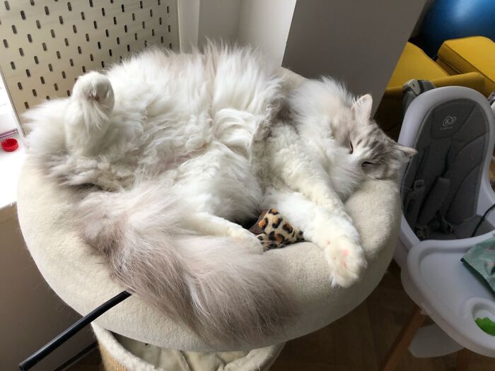 Hey Pandas, Post Weird Things Your Pet Does While Sleeping (Closed) Hey Pandas, Post Weird Things Your Pet Does While Sleeping (Closed)