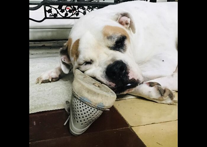 Hey Pandas, Post Weird Things Your Pet Does While Sleeping (Closed) Hey Pandas, Post Weird Things Your Pet Does While Sleeping (Closed)