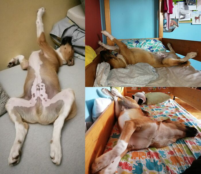 Hey Pandas, Post Weird Things Your Pet Does While Sleeping (Closed) Hey Pandas, Post Weird Things Your Pet Does While Sleeping (Closed)