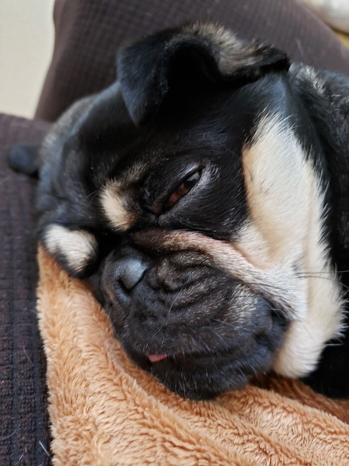 Hey Pandas, Post Weird Things Your Pet Does While Sleeping (Closed) Hey Pandas, Post Weird Things Your Pet Does While Sleeping (Closed)