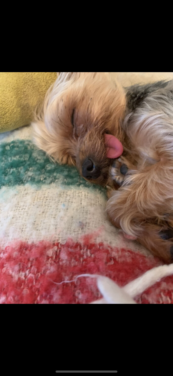 Hey Pandas, Post Weird Things Your Pet Does While Sleeping (Closed) Hey Pandas, Post Weird Things Your Pet Does While Sleeping (Closed)