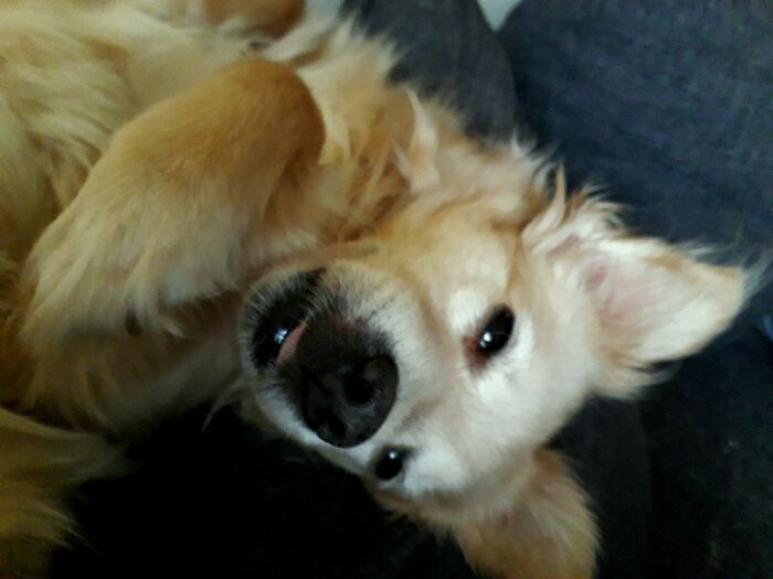 Hey Pandas, Post Weird Things Your Pet Does While Sleeping (Closed) Hey Pandas, Post Weird Things Your Pet Does While Sleeping (Closed)