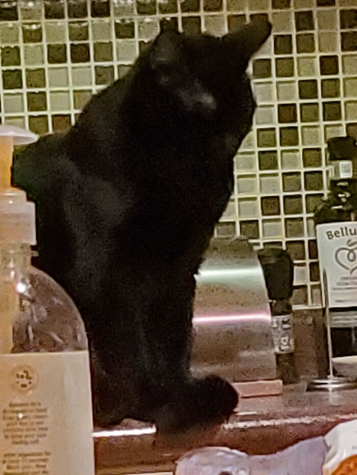 Hey Pandas, Post Weird Things Your Pet Does While Sleeping (Closed) Hey Pandas, Post Weird Things Your Pet Does While Sleeping (Closed)