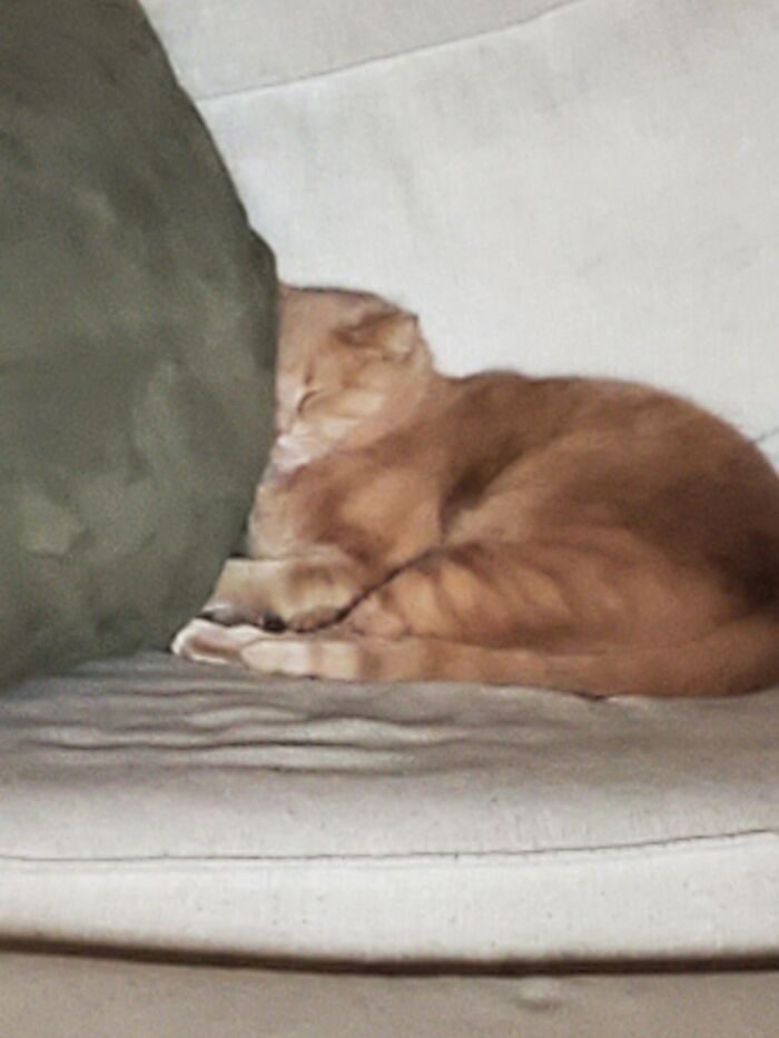 Hey Pandas, Post Weird Things Your Pet Does While Sleeping (Closed) Hey Pandas, Post Weird Things Your Pet Does While Sleeping (Closed)