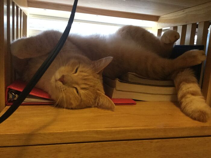 Hey Pandas, Post Weird Things Your Pet Does While Sleeping (Closed) Hey Pandas, Post Weird Things Your Pet Does While Sleeping (Closed)